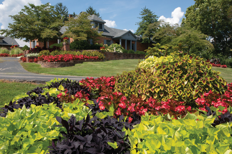 Schneider Nursery
